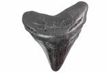 Fossil Megalodon Tooth - Georgia #151543-1